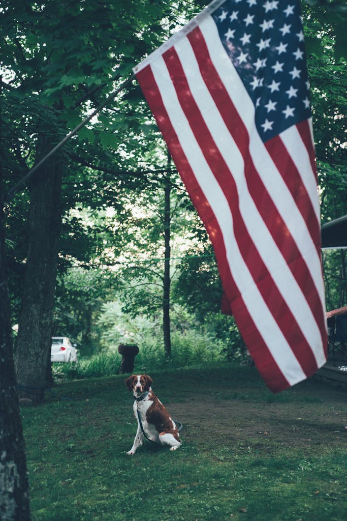 A dog sits in a park with an American flag hanging overhead, amidst lush greenery.